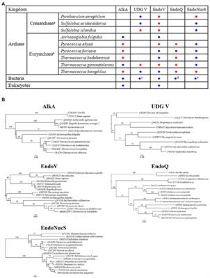 Repair of Hypoxanthine in DNA Revealed by DNA Glycosylases and Endonucleases From Hyperthermophilic Archaea